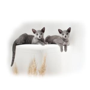 Wholesale Wall-Mounted Cat Shelf Modern Metal Cat Room Seat with Pre-Drilled Installation from china suppliers