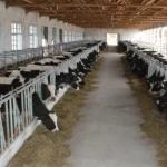 Safety Steel Structure Cow Shed House Agricultural Farm Steel Building