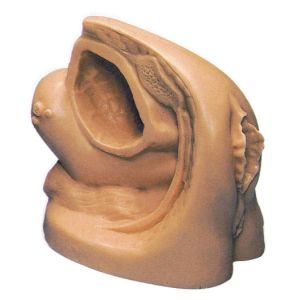 Wholesale Nursing Manikin Inside And Outside The Female Genitalia And Urethral Catheterization Model from china suppliers