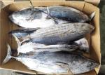 Whole Round Frozen Skipjack Tuna