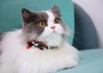 Adjustable Safe Cat Collars With Buckle Fastening And Elastic