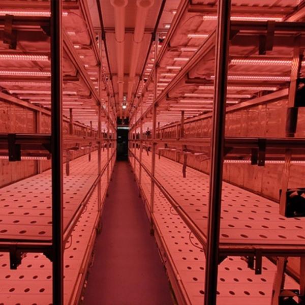 Juxiang OEM Living Vegetable Hydroponic Culture System with 40ft Container