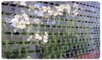 STRETCHED VENTILATED FILM,PRE-STRETCHED VENTILATED FILM, machine wrap ventilated
