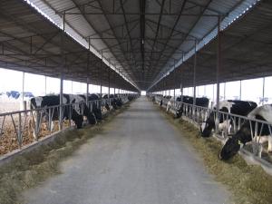 Wholesale Pre-engineered Steel Framing Systems Breeding Cow / Horse With Roof Panels from china suppliers