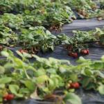 1209cm * 235cm * 239cm Film Greenhouse for Shading and Ventilation of Tomato