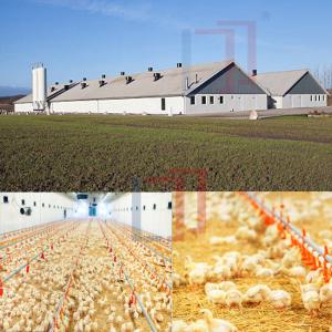 Wholesale Economical Light Steel Structure Chicken House , Prefab Agricultural Buildings from china suppliers
