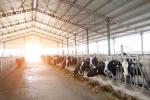 Dairy Agricultural Barn Easy Install Prefabricated Light Steel Structure Cow