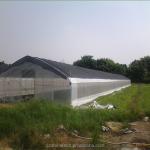 Small Single Span PE Plastic Film Greenhouse For Vegetable Agriculture 10-100m
