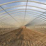 PE Greenhouse Arches Film Single Span Tunnel for Vegetables Shed of Designable