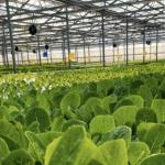 Multi Span Modern Glass Greenhouse Hydroponic Vegetable System for Market Span