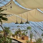 Chinese Origin Single-Span Arches Greenhouse US Currency for Commercial