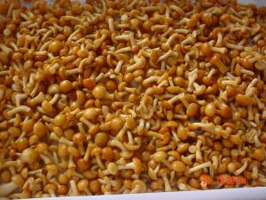 Wholesale IQF New Crop Frozen Fruits And Vegetables Forest Nameko Mushroom Whole Part ABC from china suppliers