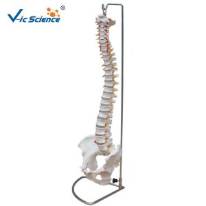 Wholesale Vertebral Column Anatomical Skeleton Model With Pelvis And Painted Muscles from china suppliers