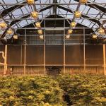 Agricultural Single Span Automatic Blackout Greenhouse herb Light Dep Solutions