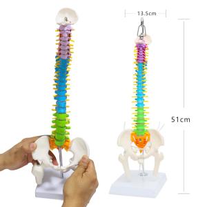 Wholesale Flexible Femur And Pelvic Bone Anatomy Spine Model Vertebrae Nerves Arteries from china suppliers