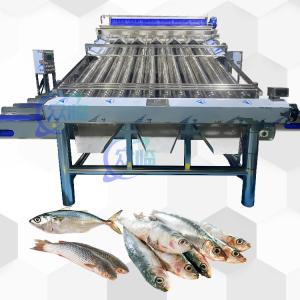 Wholesale SUS 304 Fish Grading Machine Automatic Fish Sizing Machine Durable Industry Fish Soring from china suppliers
