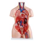 45cm Plastic 23 Parts ODM Human Anatomy Model , Human Torso Model