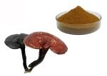 50% Purity Ganoderma Lucidum Reishi Mushroom Extract Powder