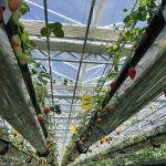 Steel Structure Good Light Transmission Glass Greenhouse for Flower Growing JX