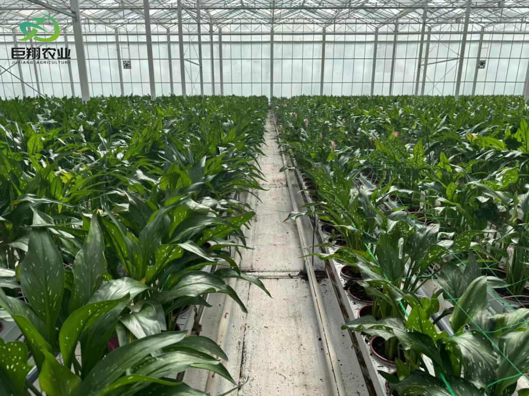 Greenhouse Hydroponics Growing System for Vegetables