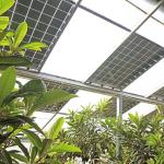 Commercial Photovoltaic Greenhouse with Film Cover Material and Unheated Heating