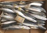 Whole Round Pacific 4Pcs 6Pcs Per Kg Fresh Frozen Mackerel For Market