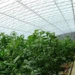 Square Meter Commercial Cucumber Cultivation Sunlight Greenhouse Solution with