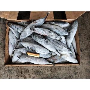 Wholesale Whole Round 300-500g Sea Frozen Bonito Fish from china suppliers