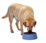 Pet food Processing Machine Extruder Dog Cat Food 1 Year Warranty
