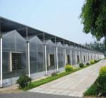 Exhibition Venlo Greenhouse Structure , Polycarbonate Sheet Greenhouse High