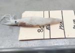Bqf Dried Seafood Loligo Chinensis Bqf Brc 24 Months Shelf Time