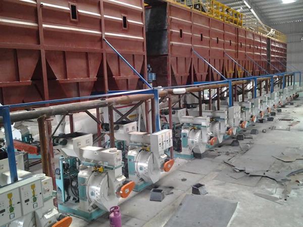 Hard Wood Rubber Wood Pellet Making Machine , 20t/h Thailand Complete Pellet