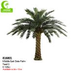 Supplier Height 500cm Artificial Date Palm Tree High Quality Outdoor Tropical