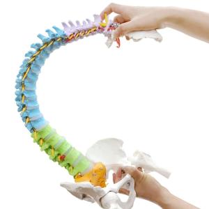 Wholesale Pelvis Femur Heads Anatomical Skeleton Model Life Size Flexible from china suppliers