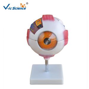 Wholesale Human Eye Anatomical 55cm Model from china suppliers