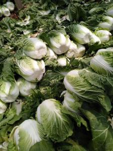 Wholesale Lower Blood Pressure Green Flat Head Cabbage Low In Calories Rich Vitamin C from china suppliers