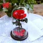 Luxury rose large size preserved rose 10cm in big long glass dome Natural Fresh