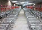 2.5mm Tube Piggery Farm Equipment Sow Pig Mating Hog Barn Supplies