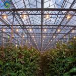 Customized Agriculture Green House Tomatoes Greenhouse With High Yield