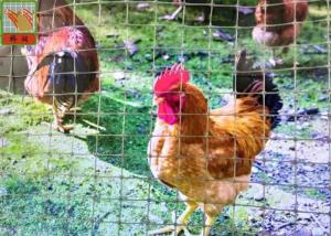 Wholesale Gray Plastic Poultry Nets, Plastic Poultry Netting, 1M High, 30M Length, Garden Mesh from china suppliers
