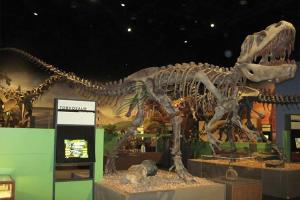 Wholesale Golden Plated Complete Dinosaur Fossil Dino Skeleton For Amusement Park from china suppliers