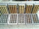 Paper Egg Tray Fruit Tray 4000pcs Pulp Molding forming machine