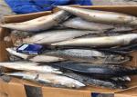 Health High Protein 500G Pacific Fresh Frozen Mackerel