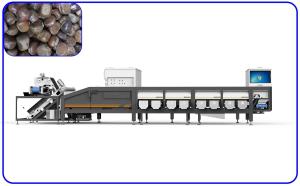 Wholesale Chestnuts Intelligent Agriculture Grading Machine 16 Channels For Large Capacity from china suppliers