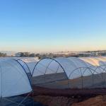 Multi-Span Structure Greenhouse Commercial Modern Bluberry Hoop Green House With