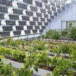 Multi-Span Arch Type PE/Po Plastic Film Photovoltaic Solar Greenhouse for