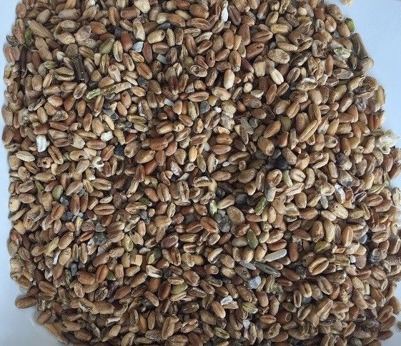1912mm 2.4kw Digital Rice Separation Wheat Color Sorter