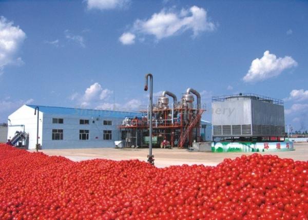 Quality 304 Stainless Steel Tomato Paste Production Line With Pipe Pre - Heater / Sorting Machine for sale