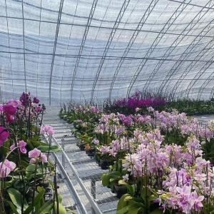 Wholesale 30-Day Return Refunds for Aquaponics Sunlight Greenhouse Vegetable Production System from china suppliers