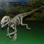 Realistic Dinosaur Skeleton Replica / Jurassic World Replica For Indoor
